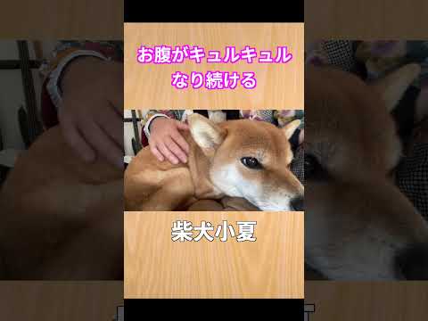 お腹がキュルキュル #神戸 #柴犬 #shibainu #癒し サムネイル