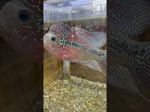 shorts フラワーホーン　山梨県立富士湧水の里水族館にて　2026年2月21日