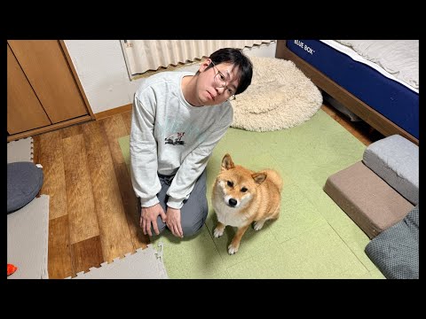 チワワの、のぶなが【柴犬と雑種犬ファミリーの爆笑日常】 がライブ配信中！ サムネイル