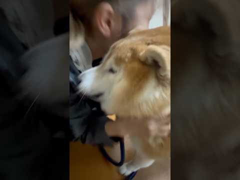 柴犬福 メンヘラ姉に家の中で捕まった時の柴犬🤣Sis and Shiba🤣姉と柴 japanesedog shorts… サムネイル