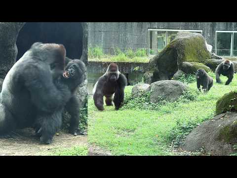Ringo is messing w/ D'jeeco, everyone's chasing D'jeeco aro…