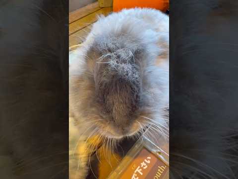 shorts ふむふむ おしるこ　アンゴラウサギ　那須どうぶつ王国にて　2026年2月1日 サムネイル