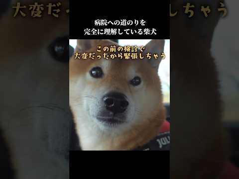 柴犬は病院までの道のりを知っている⁉️とある場所から鳴き始めて…🤣  shibainu 理解力ある まるで人間 サムネイル