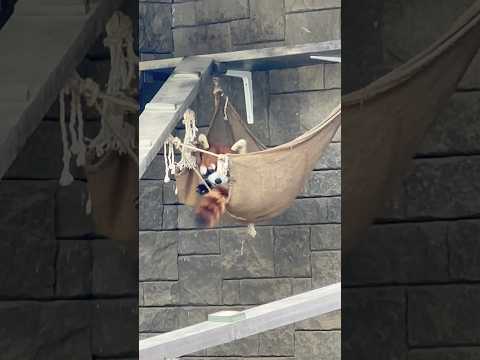 shorts ハンモックの中にランマルくん　レッサーパンダ　浜松市動物園にて　2026年4月5日