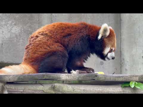 メイタちゃんとタケノコ　レッサーパンダ　千葉市動物公園にて　2026年4月18日 サムネイル