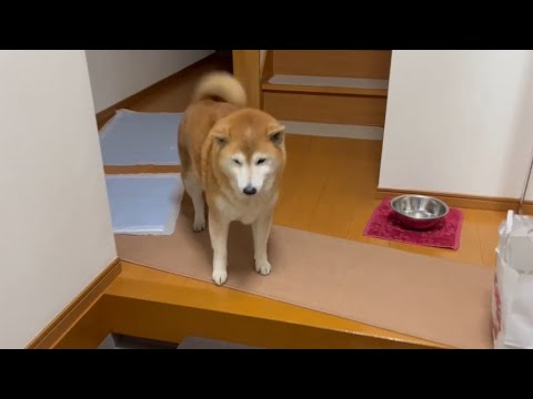 柴犬福 おそらくずっと下に居た留守番限界マザコン柴犬😂Mother's boy🤣 サムネイル