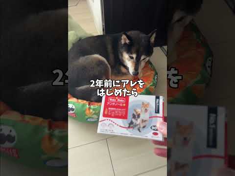 老後が心配な黒柴・・・ サムネイル