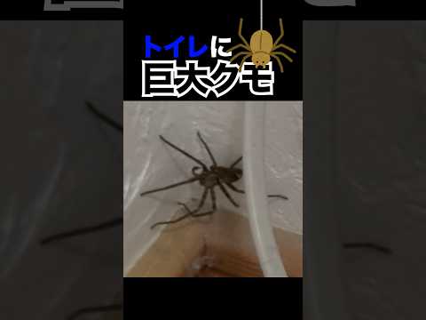 【恐怖】トイレに巨大クモ【地獄】 There's a big spider in the toilet 蜘蛛 spid…