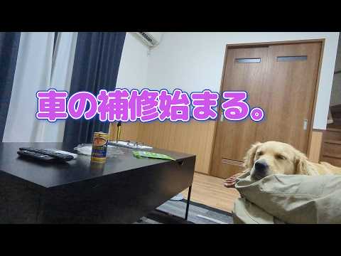 車の補修が始まる。ゴールデンレトリバーティト