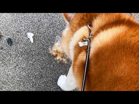 見知らぬモフモフを見つけると、すぐさま職務質問する柴犬 サムネイル