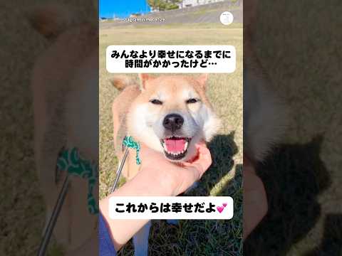繁殖犬を引退した柴犬のその後　　柴犬　犬　元繁殖犬 保護犬　かわいい犬 サムネイル