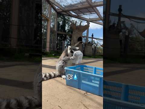 あ💧 東武動物公園 動物 animals zoo かわいい ワオキツネザル 動物 サムネイル