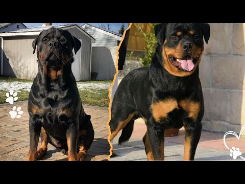 Rottweiler Bloodlines Explained Fast サムネイル