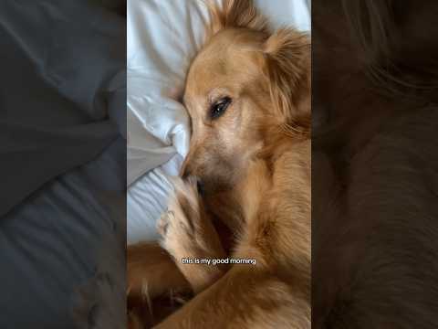 coming home to my golden retriever🥵 goldenretreiver dog ind… サムネイル