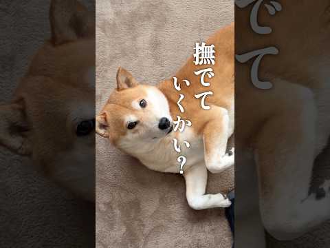 回避率100%柴犬 サムネイル