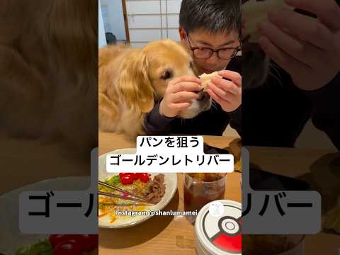 パンを狙って顔が近すぎるゴールデンレトリバー　犬　ゴールデンレトリバー かわいい 犬のいる暮らし 大型犬 サムネイル