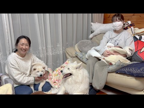 お姉ちゃん柴犬＆サモエドと生後１か月赤ちゃんの成長と子育ての振り返り サムネイル