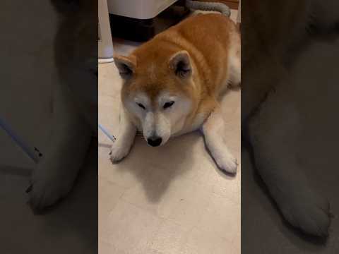 柴犬福 洗面所居た時の柴犬🤣Why here🤣shorts japanesedog 柴犬 shibainu funny… サムネイル