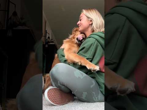 coming home to my golden retriever🥵 goldenretreiver dog ind…