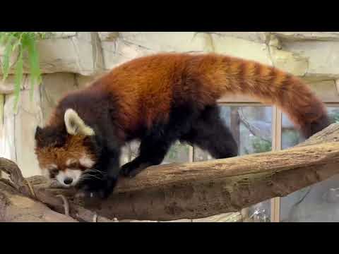 おはよう栄栄(ロンロン)さん　レッサーパンダ　那須どうぶつ王国にて　2025年11月29日 サムネイル