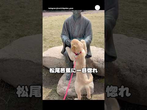 銅像に恋したゴールデンレトリバー　　ゴールデンレトリバー 子犬　かわいい犬 いぬ　かわいい サムネイル