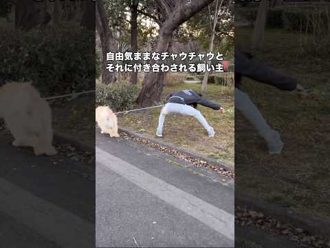 チャウチャウ2匹の散歩を同時にしたら2匹とも我が道をゆくタイプすぎて終わった チャウチャウ 自由気まま 大型犬 sho… サムネイル
