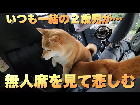 保育園に行った２歳児。無人のチャイルドシートを見て悲しむ柴犬 サムネイル