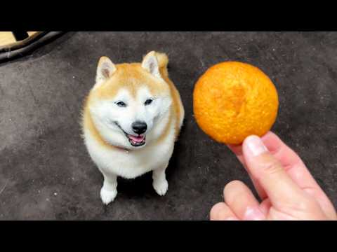 エヘエヘ柴犬にカステラボーロを重ねてみると・・・ サムネイル