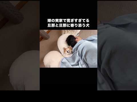 嫁の実家でくつろぐという鋼のメンタルを持ち合わせた旦那様と我が物顔で旦那の横に寝るイッヌ 犬 旦那 実家 shorts サムネイル