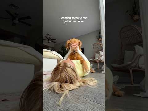 coming home to my golden retriever🥵goldenretreivers dog pup… サムネイル