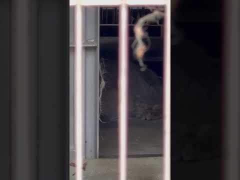 shorts コレだけですが〜〜ハニーさまです💦　マヌルネコ　　東山動植物園にて　2026年3月13日