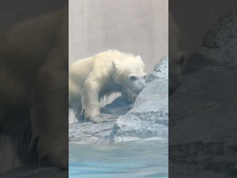 shorts モモ太くん 泳ぎはじめると夢中になっちゃって🤭　  ホッキョクグマの仔　　秋田県男鹿水族館GAOにて20… サムネイル