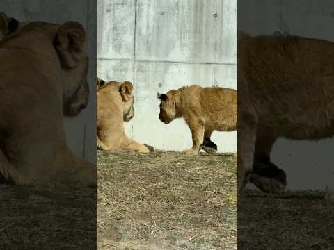 shorts 母に近づいた息子　ライオン🦁親子　のんほいパーク　2026年2月13日