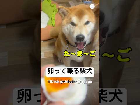 絶対「卵」って喋ってる柴犬　　柴犬　犬　かわいい犬 犬のいる暮らし 面白い サムネイル