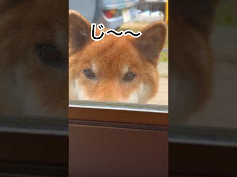 ’26.3.20 力丸のお散歩の〆が… 柴犬 shibainu 柴犬のいる暮らし 柴犬の日常 カメラ目線 お散歩 力丸 サムネイル