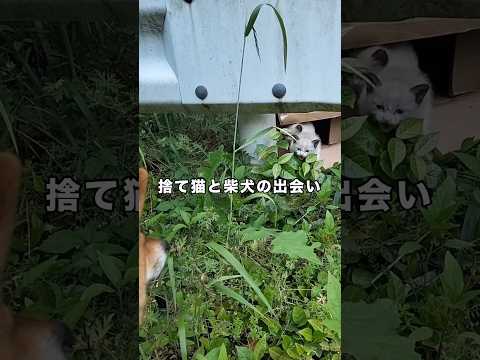 ダンボールに入っていた捨て猫を愛犬が発見しました 野良猫 保護猫 捨て猫 柴犬 サムネイル