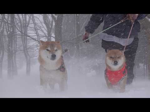 ヤバすぎる吹雪‥ママと柴犬の姿が消えました。。 サムネイル