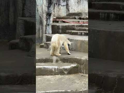 shorts おはようユキちゃん　  ホッキョクグマ　浜松市動物園にて　2026年4月5日