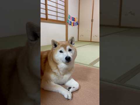 柴犬福 姉の前でお誕生日のお祝いが楽しみでワクワク肉球をしちゃう柴犬🤣Sis and Shiba🤣姉と柴 shorts… サムネイル