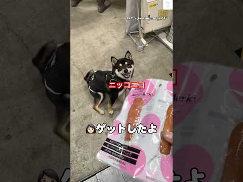 試食しすぎて申し訳なくなり、買った結果…    柴犬　黒柴　豆柴 　試食 犬 サムネイル