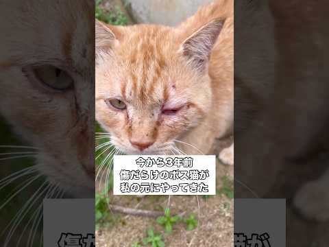 傷だらけの地域のボス猫が家猫になり自分の大切な人も連れてきた ボス猫 野良猫 保護猫 地域猫 サムネイル