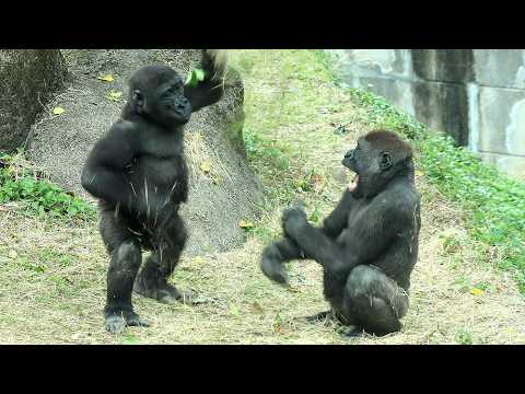 [金剛猩猩 Jabali] cute interaction w/D'jeeco,Ringo play w/J, Go… サムネイル