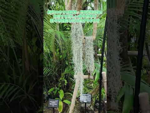 【東山動植物園】国の重要文化財✨東山植物園温室前館🍃　shorts サムネイル