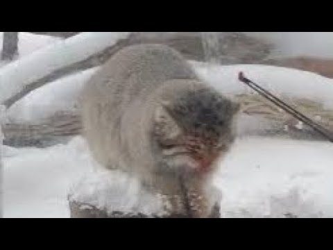 ナゴムくんのお肉タイム　午前　マヌルネコ　那須どうぶつ王国　2026年1月12日