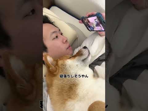 ごんちゃん動画チェック👀　柴犬 shorts サムネイル