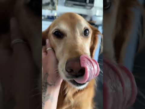coming home to my golden retriever🥵 goldenretreiver dog ind… サムネイル