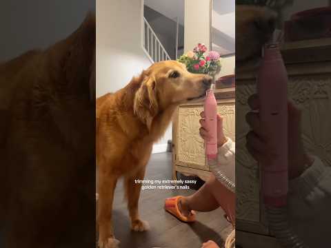 coming home to my golden retriever🥵 goldenretreiver dog ind…