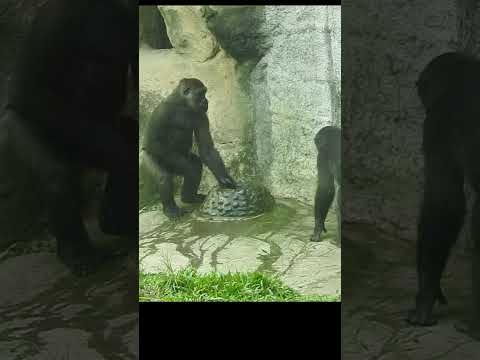 little gorilla Jabali 5y7m old shorts. J潑水搥胸踢門
