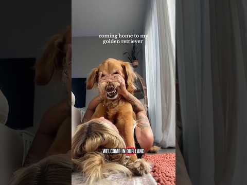 coming home to my golden retriever🥵 goldenretreiver dog ind… サムネイル