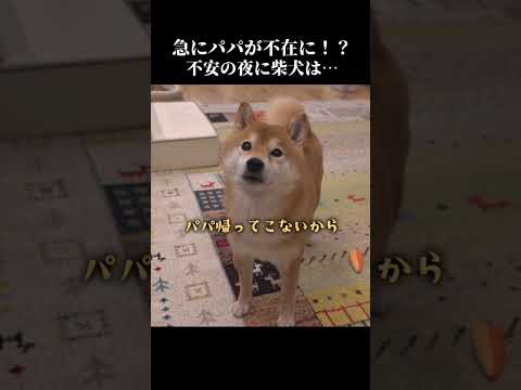 夜中にパパが急に不在に⁉️柴犬は不安ながらも健気に… shibainu 忠犬 犬のいる暮らし サムネイル